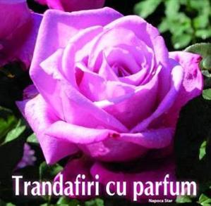 EVENIMENT. Carte despre trandafirii cu parfum