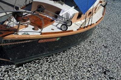 Un milion de peşti morţi, într-un port californian. IMAGINI ŞOCANTE