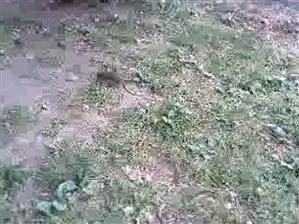 Şobolani pe străzi, în centrul Clujului VIDEO