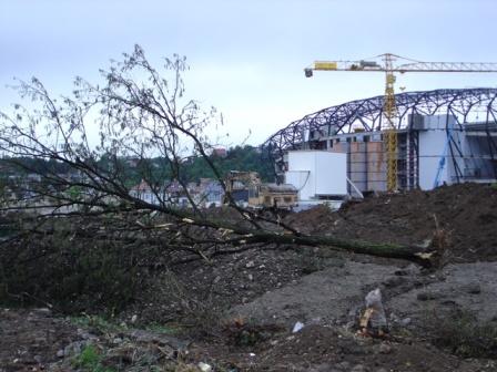 Constructorul Sălii Polivalente a tăiat un copac şi a fost amendat de Garda de Mediu