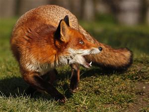 Clujenii muşcaţi de animale asaltează Spitalul de Infecţioase