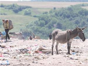 Romii de pe Muncii îşi lasă caii în drum. 