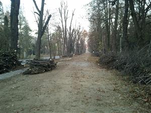 Crengile tăiate din Parcul Central ajung la Pata Rât FOTO