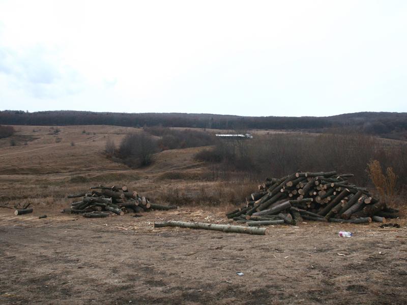 Pădurea din Miceşti, exploatată după “legea” satului