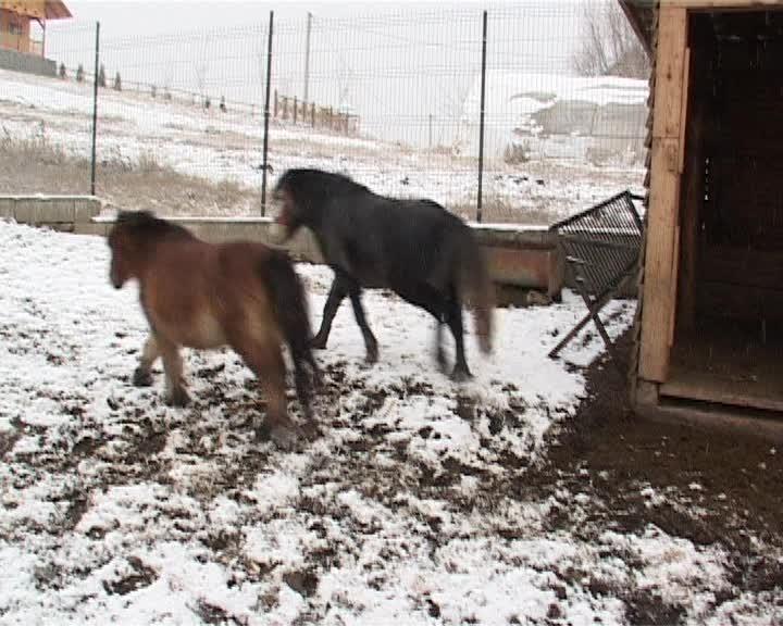Mănăstire cu grădină zoologică VIDEO