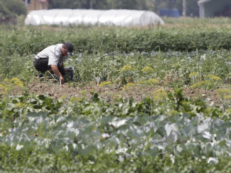 Americanii şi vest-europenii învaţă la Cluj cum să facă agricultură de subzistenţă