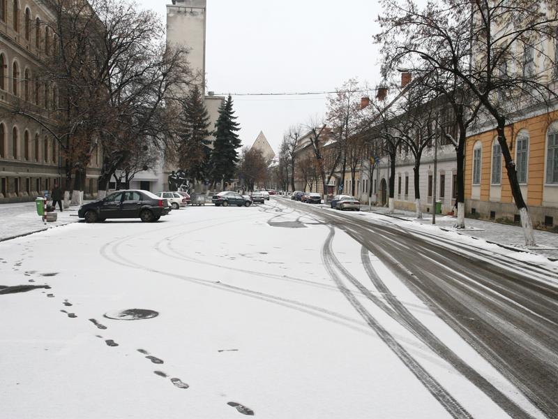 O parte dintre copacii seculari de pe Kogălniceanu vor fi tăiaţi