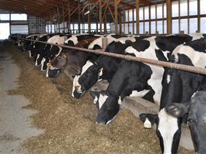 Vacile Holstein aduse din Irlanda fac producţie la Râşca