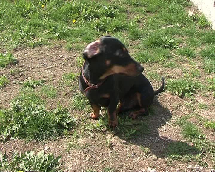 Campanie anticăpuşe, după ce 200 de clujeni au fost muşcaţi VIDEO