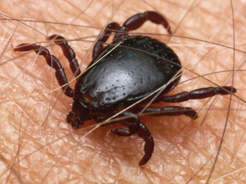 Alergiile şi muşcăturile de căpuşe au ajuns în topul afecţiunilor în Cluj