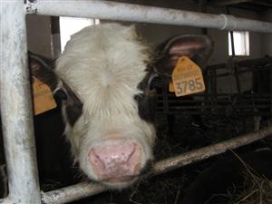 Hectarele de la Jucu, negociate între agricultură şi cozonaci