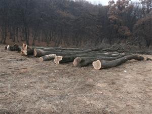 Potop de dosare penale pentru tăierea copacilor din Cluj