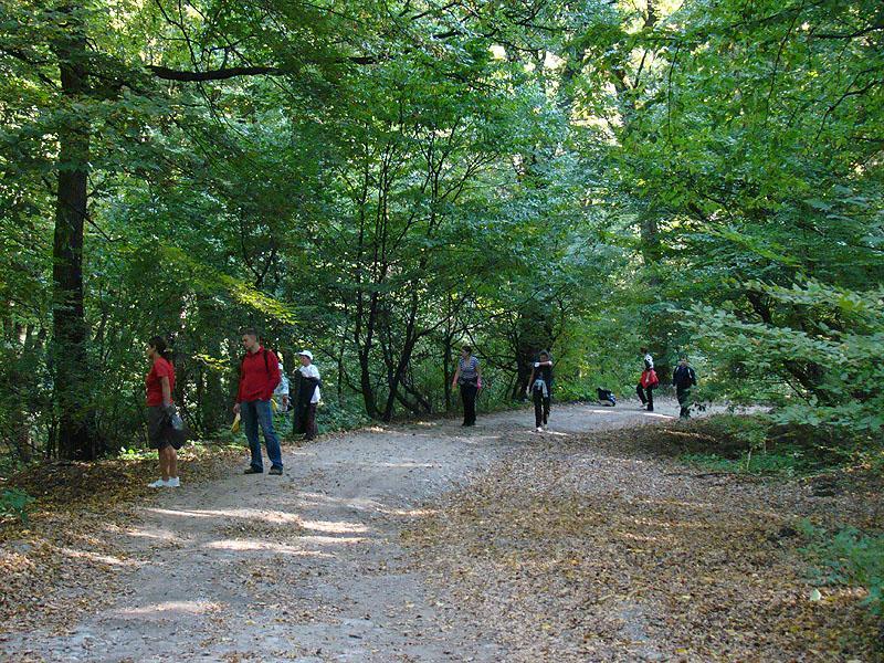 18,9 hectare de teren din Pădurea Hoia revin la Consiliul Judeţean