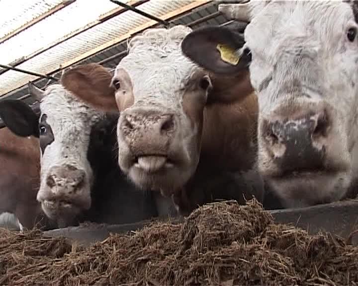 Sectorul agricol din România moare rapid şi sigur. Care sunt cifrele VIDEO