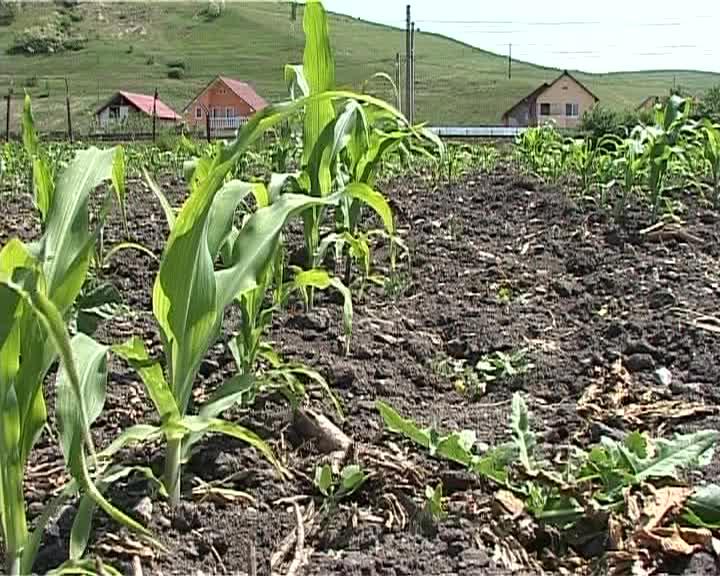 2012, an dezastruos pentru agricultura clujeană. A fost cea mai secetoasă vară din ultimele 5 decenii  VIDEO