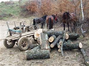 Hoţi de lemne, prinşi în flagrant delict în Ciurila FOTO