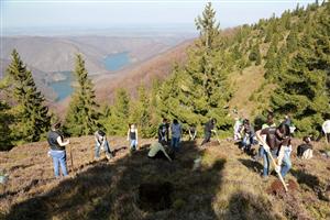 Trei hectare de teren împădurite în Mărişel