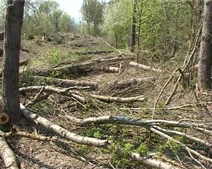 Defrişări în Gheorgheni: au tăiat zeci de copaci ca să facă loc caselor pentru militari VIDEO