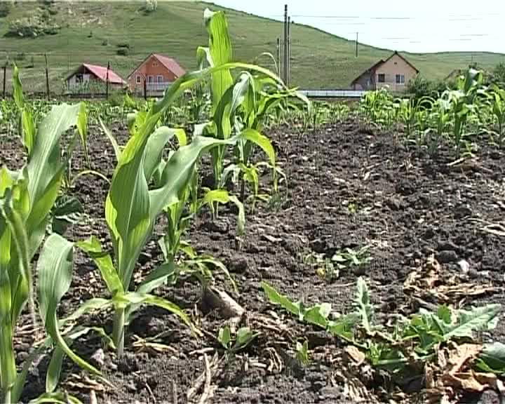 Ministrul Agriculturii momeşte tinerii cu 70.000 euro ca să se mute la ţară. Ce spun clujenii VIDEO