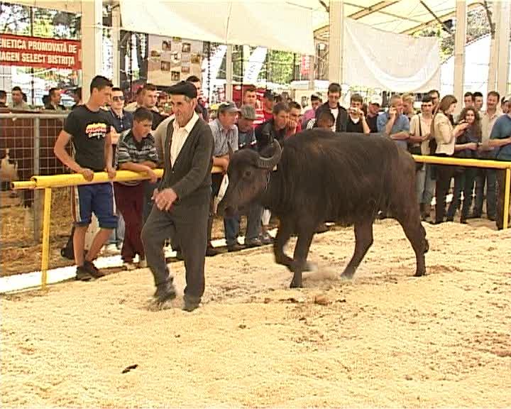 Cea mai faină bivoliţă din Ardeal, la concursul 