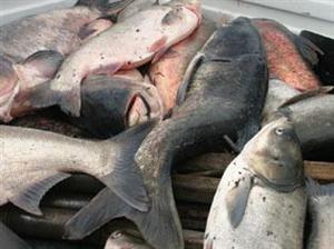 Sute de peşti morţi în lacul de la Chinteni. A fost anunţată Garda de Mediu