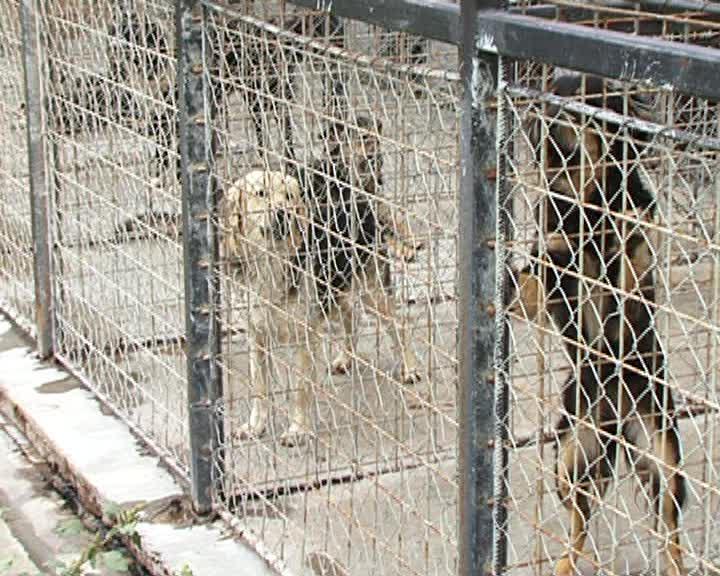 Adopţiile de câini, ca şi inexistente la Cluj VIDEO