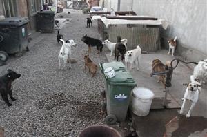 Propunere legislativă din Cluj pentru un registru al evidenţei câinilor cu stăpân