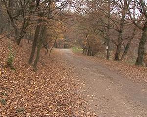 Senzaţii tari de Halloween? Ce păţeşti dacă intri în pădurea Hoia VIDEO