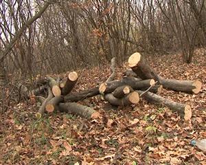 Pădurea băntuită Hoia nu-i sperie pe hoţii de lemne. Cum se fură cu dubiţa şi căruţa VIDEO