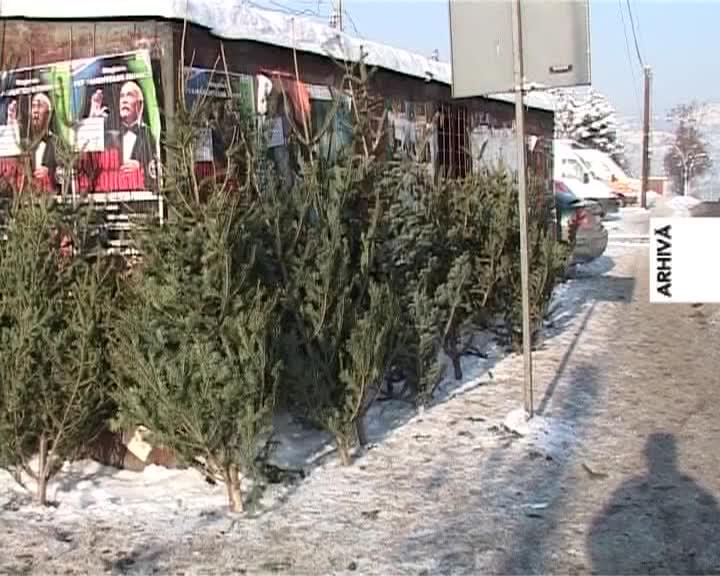 Circa 5.000 de molizi vor fi daţi spre comercializare la Cluj. Cât costa VIDEO