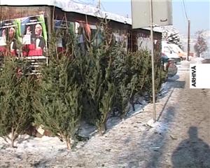 Circa 5.000 de molizi vor fi daţi spre comercializare la Cluj. Cât costa VIDEO