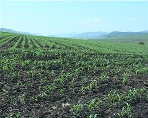 Preţurile terenurilor agricole au urcat cu 60% în doi ani, dar rămân de 2-8 ori mai mici decât în UE
