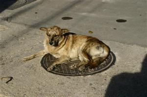 Au omorât un câine în bătaie, acum sunt căutaţi de poliţie 