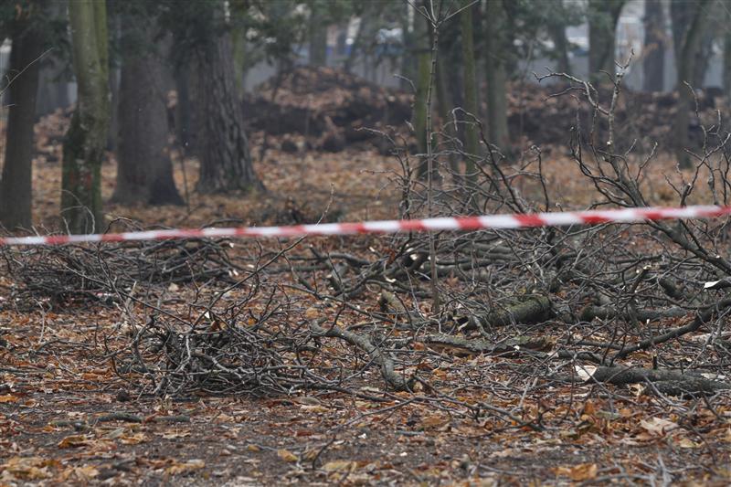 A murit strivit de copacul pe care îl tăia