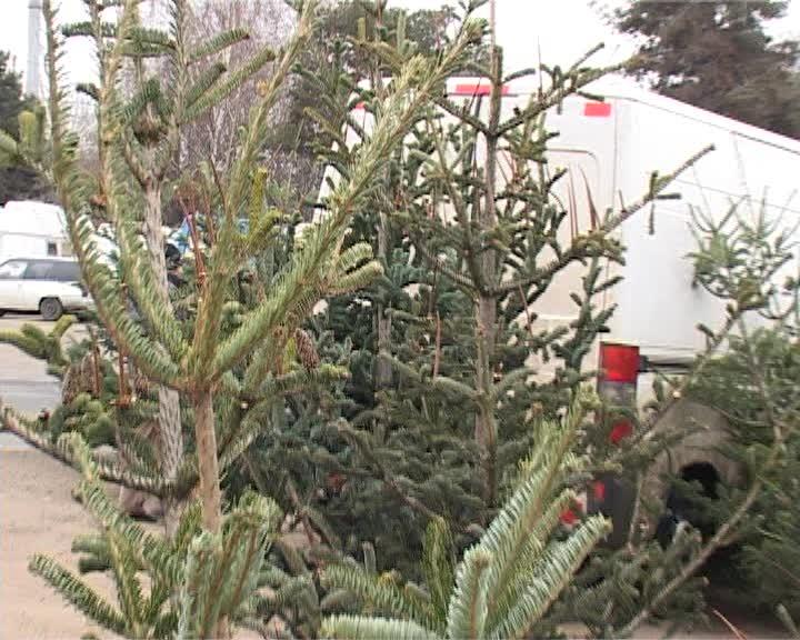 Comerţul ilegal cu pomi de Crăciun este în floare la Cluj VIDEO