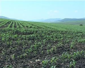 Statul maghiar se pregateste sa cumpere terenuri agricole in Transilvania. Care este strategia si ce primesc vanzatorii la schimb  VIDEO