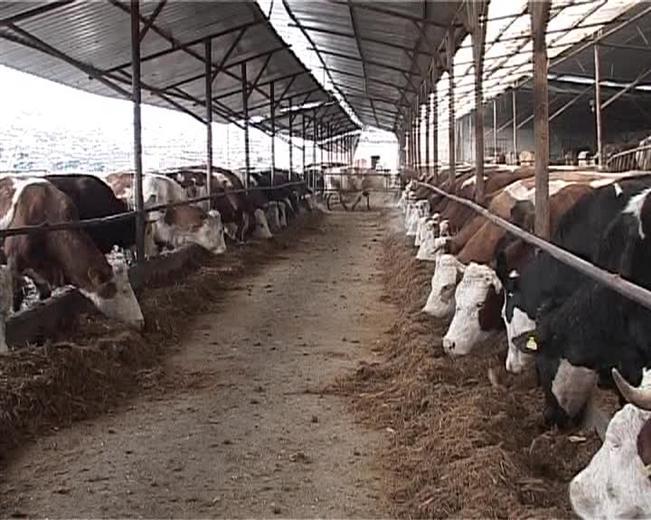 Clujul, tot fără abator VIDEO