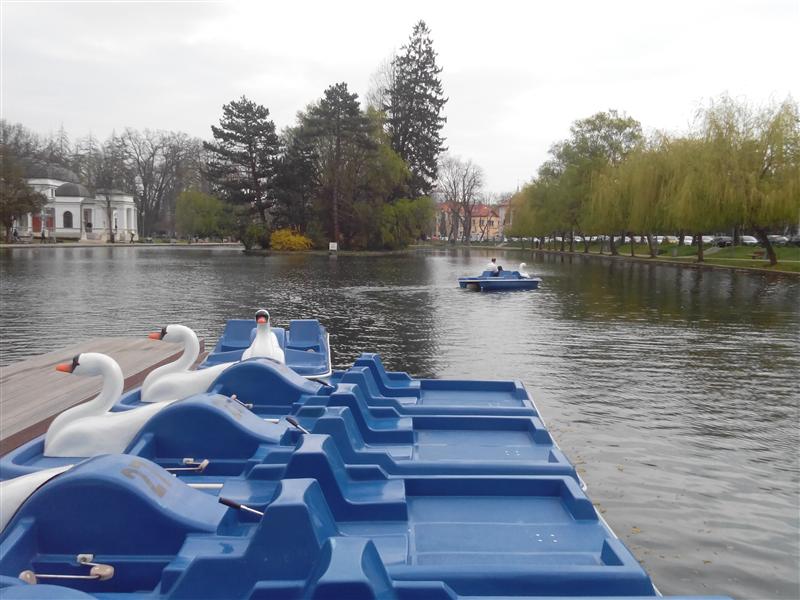 Lebede noi pe lacul din Parcul Mare