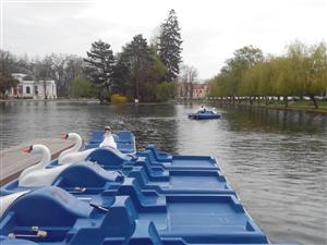 Lebede noi pe lacul din Parcul Mare