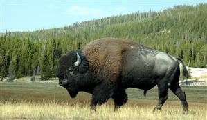 Cea mai mare fermă de bizoni din Europa se deschide la Cluj