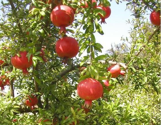 Super-fructul care luptă împotriva cancerului, bolilor de inimă şi a îmbătrânirii