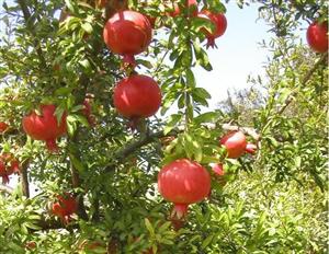 Super-fructul care luptă împotriva cancerului, bolilor de inimă şi a îmbătrânirii