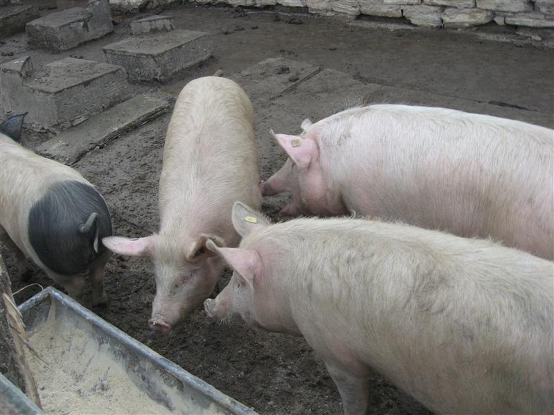 ANSVSA: În România nu e pestă porcină africană. Nu sunt exportate produse din carne de porc în Elveţia