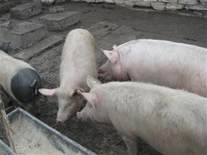 Măsura de interzicere a importurilor din carne de porc din România a Elveţiei, luată din greşeală