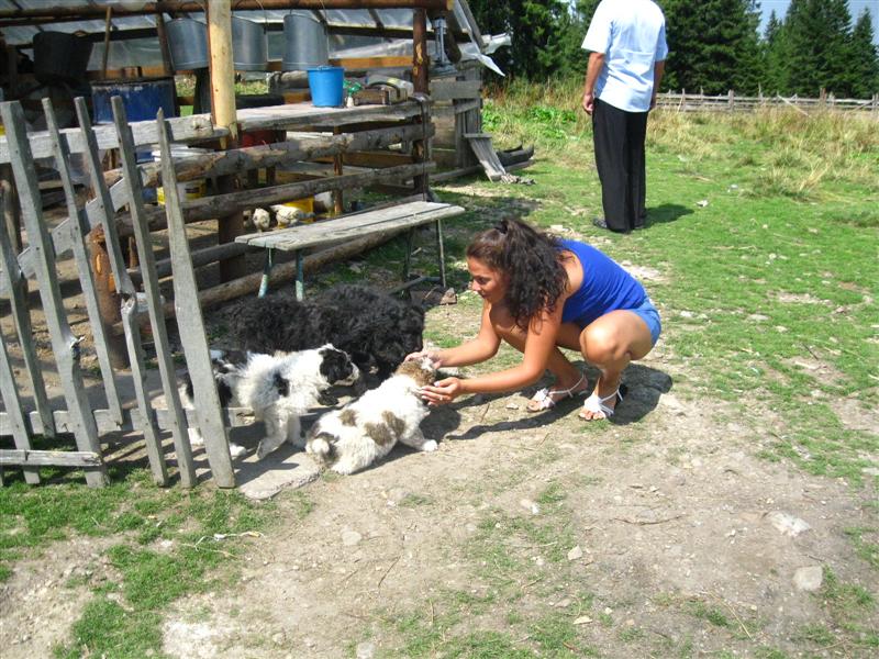 Tradiţiile păstoreşti, serbate la Cluj
