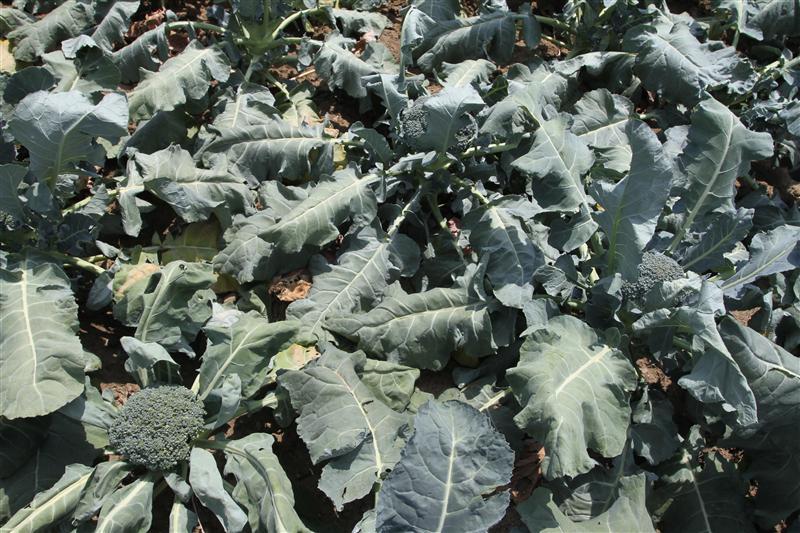 Leguma miraculoasă, previne apariţia cancerului şi reduce reacţiile alergice