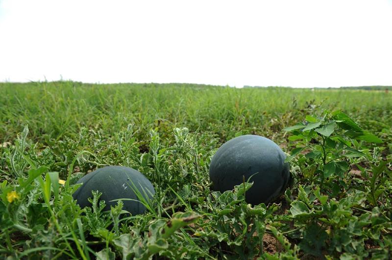 E la tot pasul şi nu ştiai cât te ajută: reduce tensiunea şi riscul de cancer, detoxifică organismul