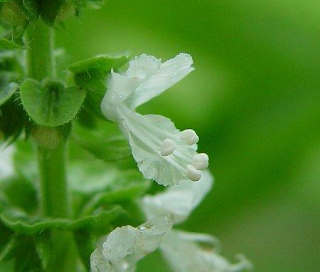 Medicamentul-miracol din natura: reduce riscul bolilor de inimă, scade febra şi stresul