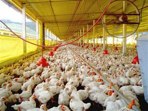 Ioan Popa cumpără două unităţi de producţie de carne de pui 