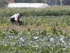 Clusterul agricol clujean, în vizorul sud-coreenilor